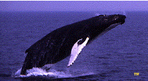 Picture of a humpback whale breaching the surface